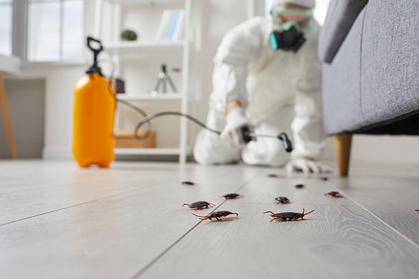 Post-Treatment Bed Bug Interceptor Monitoring in Putney